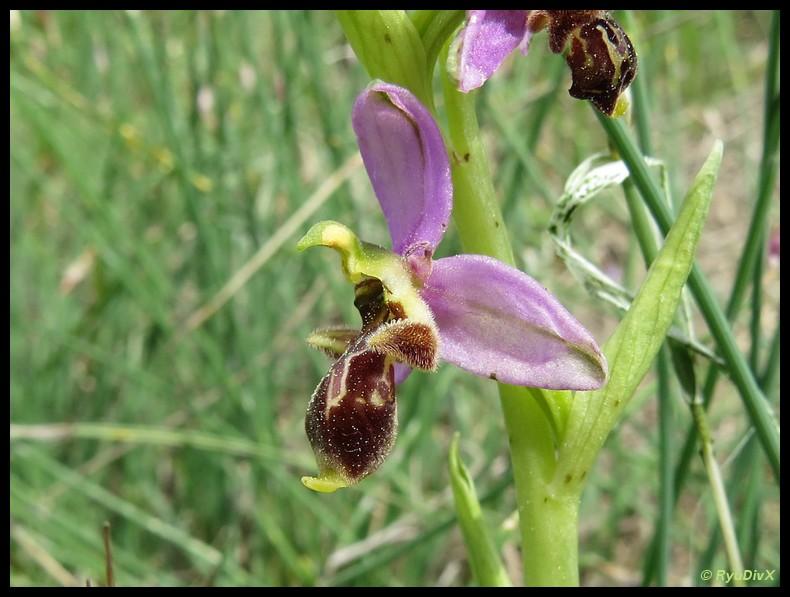 Le Ophrys Bécasse Ophrys scolopax subsp. scolopax Cav., 1793