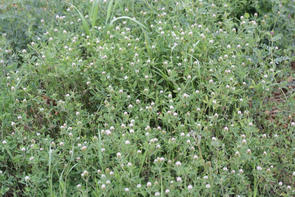Le Trèfle écailleux Trifolium squamosum L., 1759