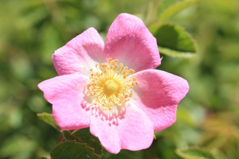 La Rose de France, Rosier de Provence Rosa gallica L., 1753
