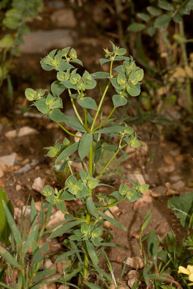Le Euphorbe en faux, Euphorbe à cornes en faucille Euphorbia falcata L., 1753