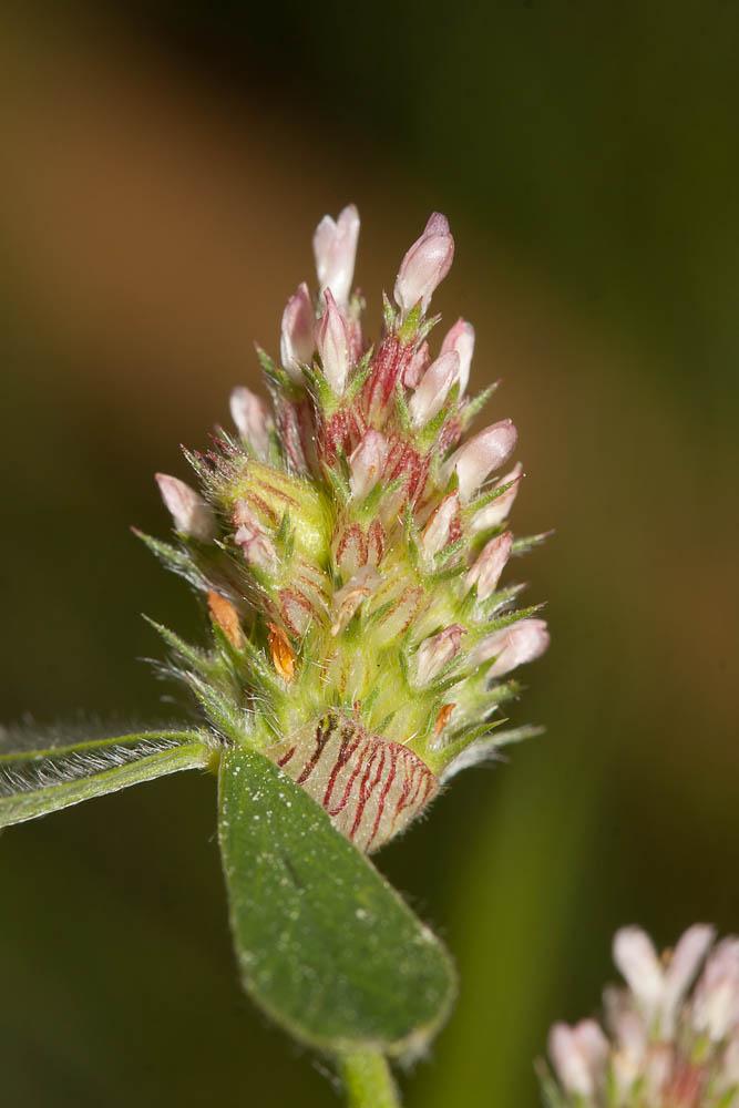 Trèfle strié Trifolium striatum L., 1753