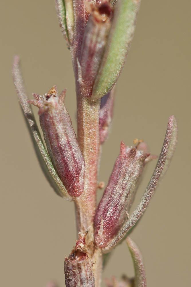 La Salicaire à feuilles d'hyssope, Salicaire à feuill Lythrum hyssopifolia L., 1753