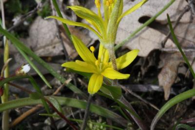 Gagée des champs Gagea villosa (M.Bieb.) Sweet, 1826