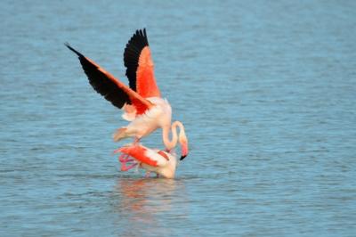 Flamant des Caraïbes Phoenicopterus ruber Linnaeus, 1758