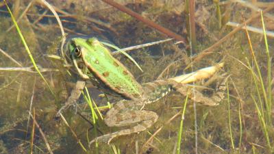 Grenouille rieuse Pelophylax ridibundus (Pallas, 1771)