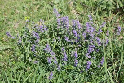  Nepeta x faassenii Bergmans ex Stearn, 1950