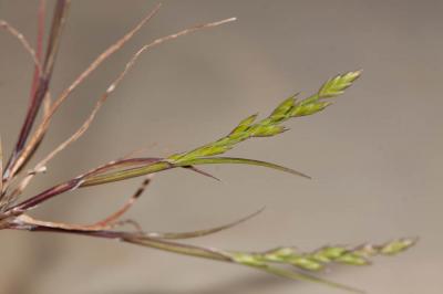 Catapode des graviers Micropyrum tenellum (L.) Link, 1844