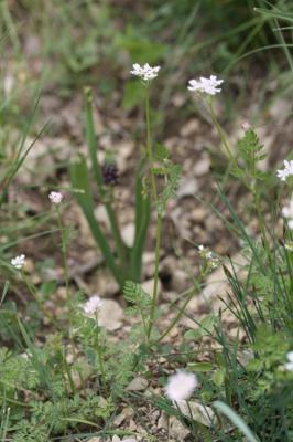 Orlaya de Koch Orlaya platycarpos W.D.J.Koch, 1824