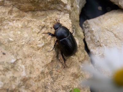 Géotrupe noir Sericotrupes niger (Marsham, 1802)