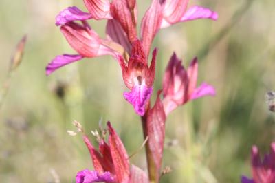 Orchis papillon Anacamptis papilionacea (L.) R.M.Bateman, Pridgeon & M.W.Chase, 1997