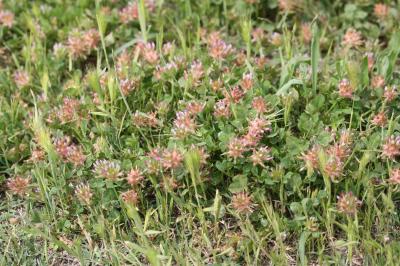 Trèfle écumeux Trifolium spumosum L., 1753