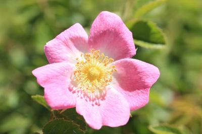 Rose de France, Rosier de Provence Rosa gallica L., 1753