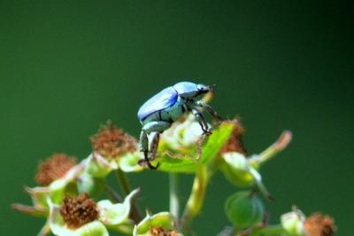 Hoplie bleue (L') Hoplia coerulea (Drury, 1773)