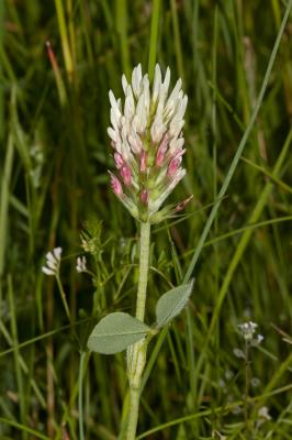 Trèfle de Molineri Trifolium incarnatum var. molinerii (Balb. ex Hornem.) DC., 1815