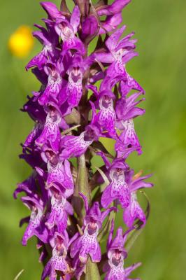 Orchis d'Occitanie, Orchis occitan Dactylorhiza occitanica Geniez, Melki, Pain & Soca, 1995