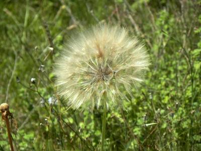 Salsifis des prés Tragopogon pratensis L., 1753