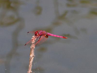 Trithémis annelé (Le) Trithemis annulata (Palisot de Beauvois, 1807)