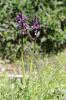 Orchis peint Anacamptis morio subsp. picta (Loisel.) Jacquet & Scappat., 2003