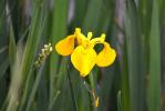 Iris faux acore, Iris des marais Iris pseudacorus L., 1753