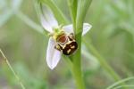 Ophrys abeille Ophrys apifera Huds., 1762