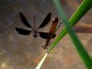 Caloptéryx hémorroïdal Calopteryx haemorrhoidalis (Vander Linden, 1825)