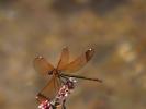 Caloptéryx hémorroïdal Calopteryx haemorrhoidalis (Vander Linden, 1825)