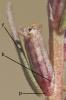 Salicaire à feuilles d'hyssope, Salicaire à feuill Lythrum hyssopifolia L., 1753