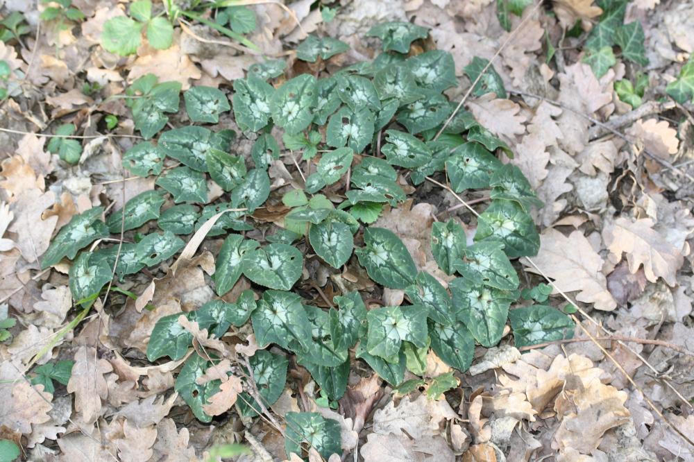 Le Cyclamen à feuilles de lierre, Cyclamen napolitain Cyclamen hederifolium Aiton, 1789