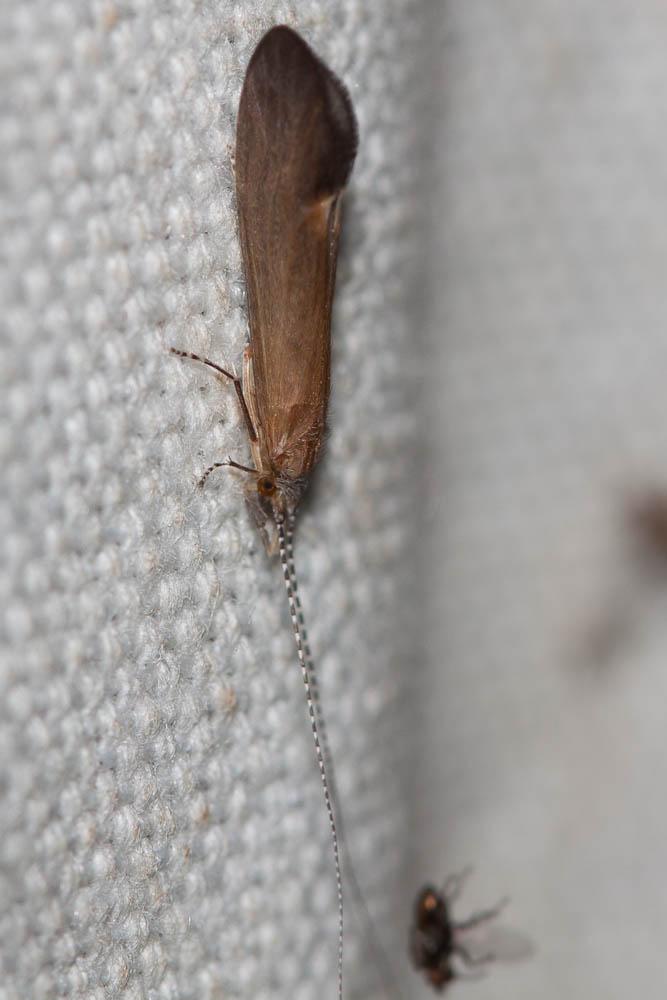 Le  sp. Athripsodes Billberg, 1820 sp.