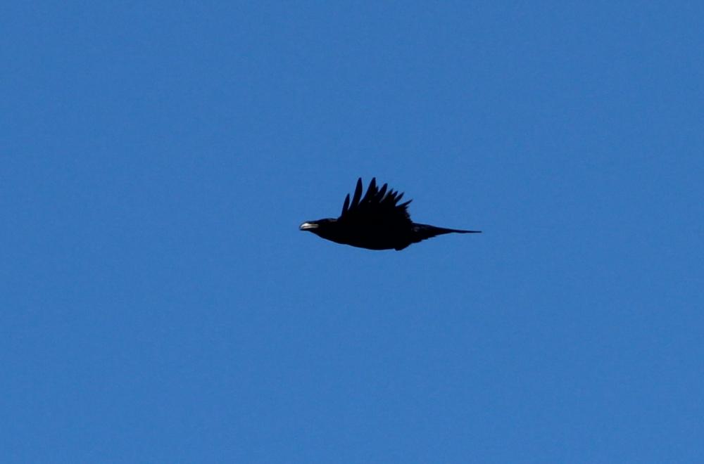 Le Grand corbeau Corvus corax Linnaeus, 1758