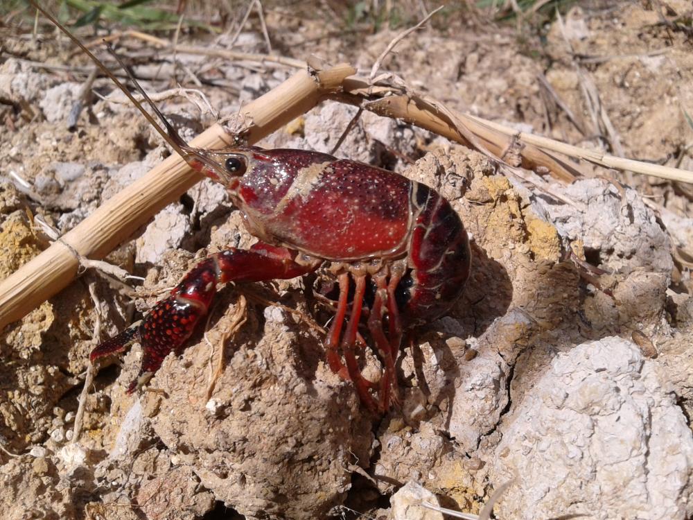 Le Écrevisse de Louisiane (L'), Écrevisse rouge de Lo Procambarus clarkii (Girard, 1852)