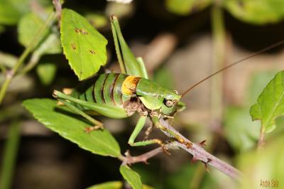 Antaxie cévenole Antaxius sorrezensis (Marquet, 1877)