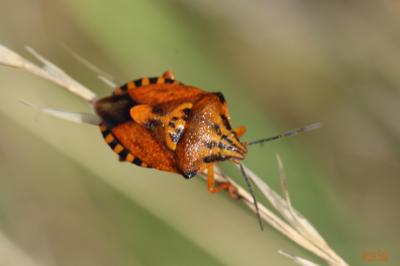  Carpocoris pudicus (Poda, 1761)