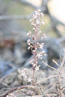 Orpin pourpier, Orpin paniculé Sedum cepaea L., 1753