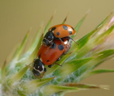 Coccinelle des friches Hippodamia variegata (Goeze, 1777)