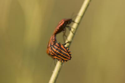 Punaise arlequin Graphosoma italicum (O.F. Müller, 1766)