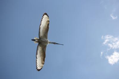 Ibis sacré Threskiornis aethiopicus (Latham, 1790)