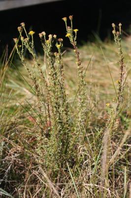 Inule de la Méditerranée Limbarda crithmoides subsp. longifolia (Arcang.) Greuter, 2003