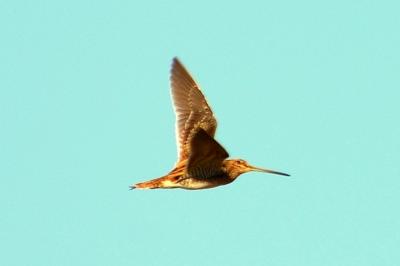 Bécassine des marais Gallinago gallinago (Linnaeus, 1758)