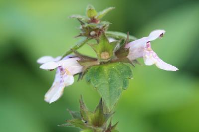 Épiaire des marais, Ortie bourbière Stachys palustris L., 1753