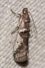  Pseudacrobasis nankingella Roesler, 1975