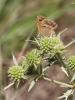 Fadet commun (Le), Procris (Le), Petit Papillon de Coenonympha pamphilus (Linnaeus, 1758)