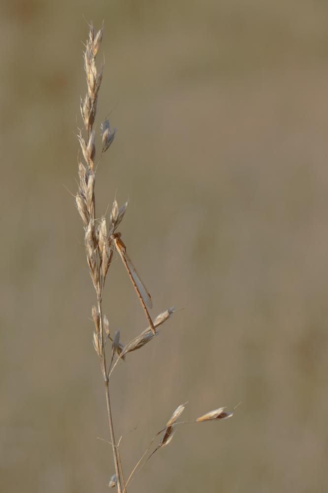 Le Leste brun Sympecma fusca (Vander Linden, 1820)