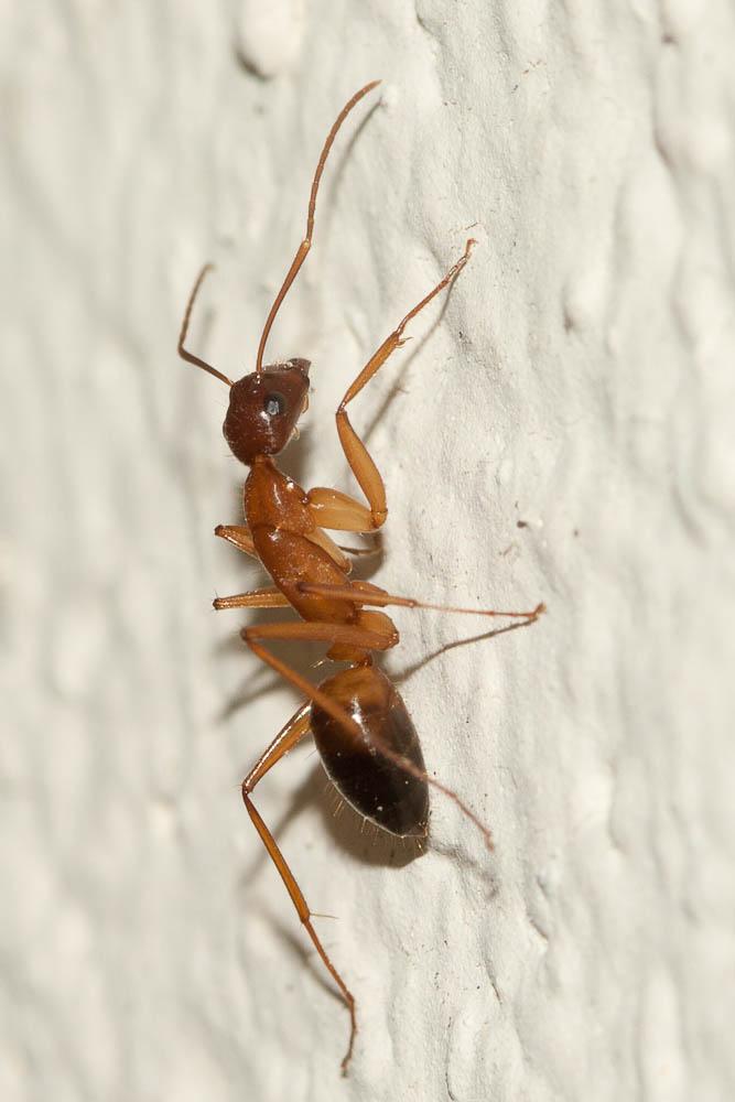 Le  Camponotus pilicornis (Roger, 1859)