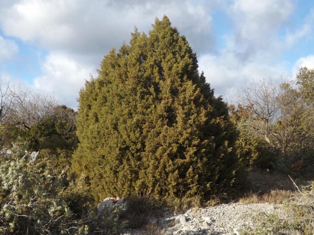Le Genevrier de phoenicie, Lycien Juniperus phoenicea subsp. phoenicea L., 1753