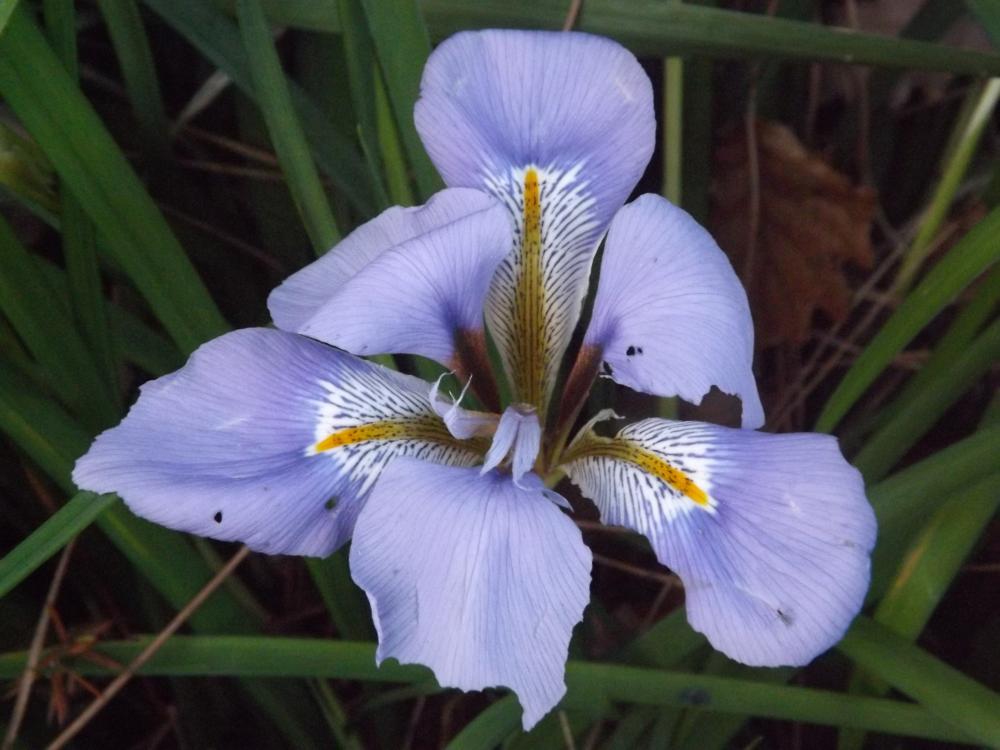 Le Iris d'Algérie Iris unguicularis Poir., 1789