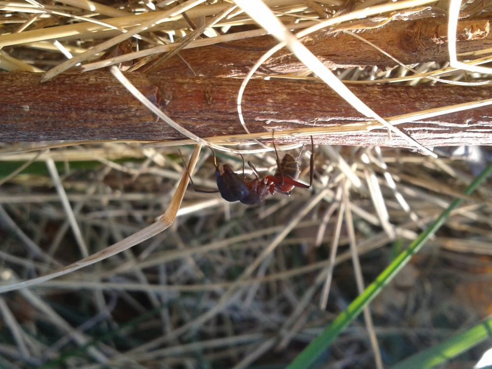 Le  Camponotus cruentatus (Latreille, 1802)