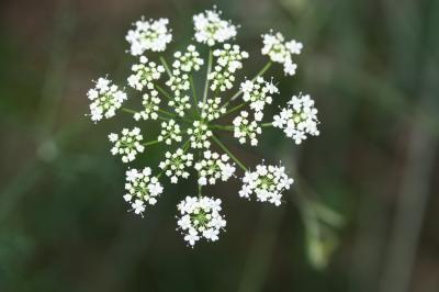 Petit boucage, Persil de Bouc Pimpinella saxifraga L., 1753