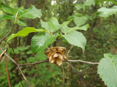 Charme houblon, Bois-de-fer Ostrya carpinifolia Scop., 1772