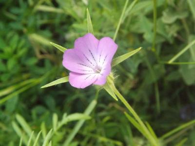 Lychnis Nielle, Nielle des blés Agrostemma githago L., 1753